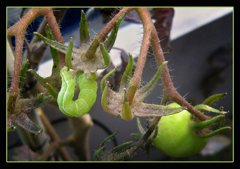 Tomatenwurm