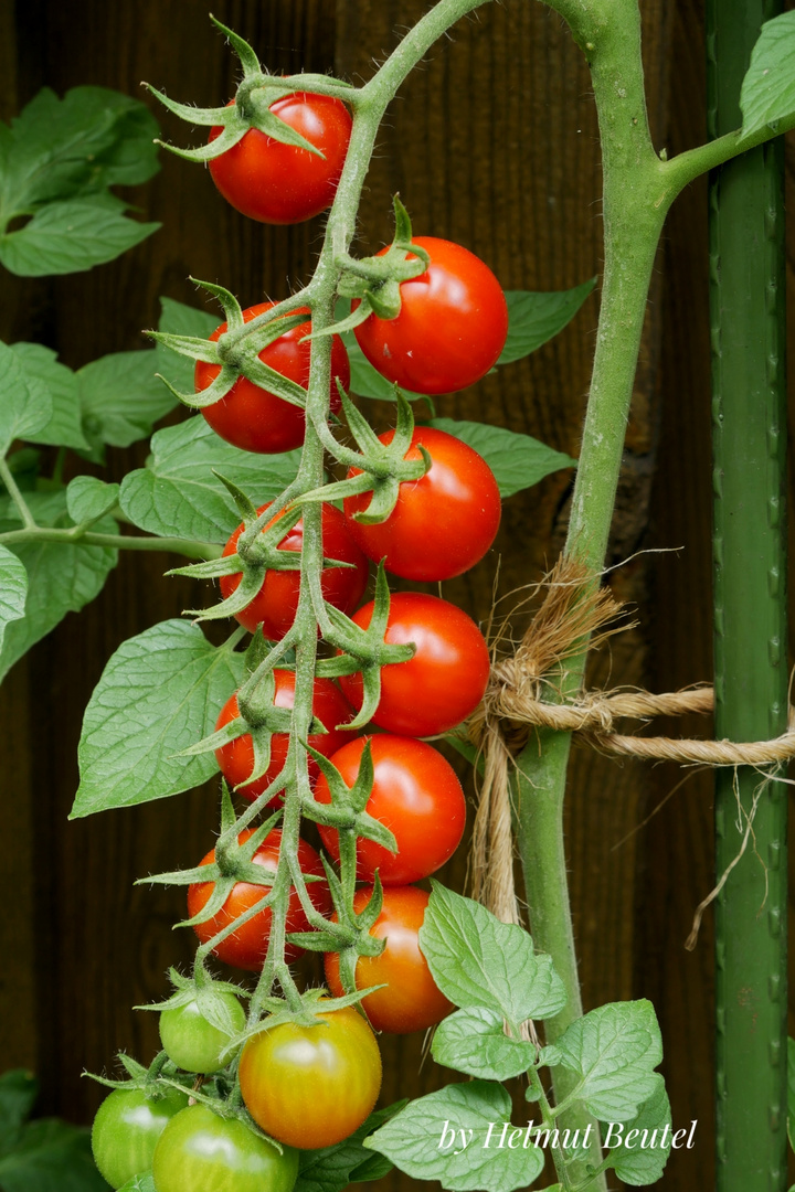 Tomatenzeit