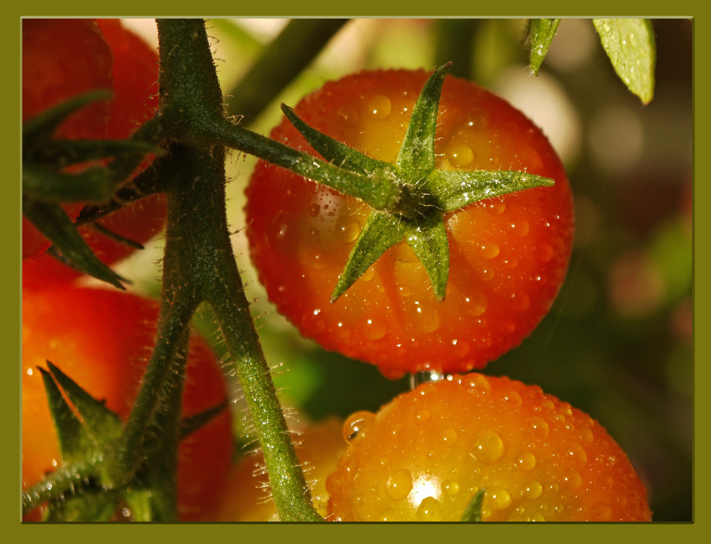 Tomatenzucht im Blumentopf