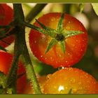 Tomatenzucht im Blumentopf