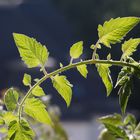 Tomatenzweig