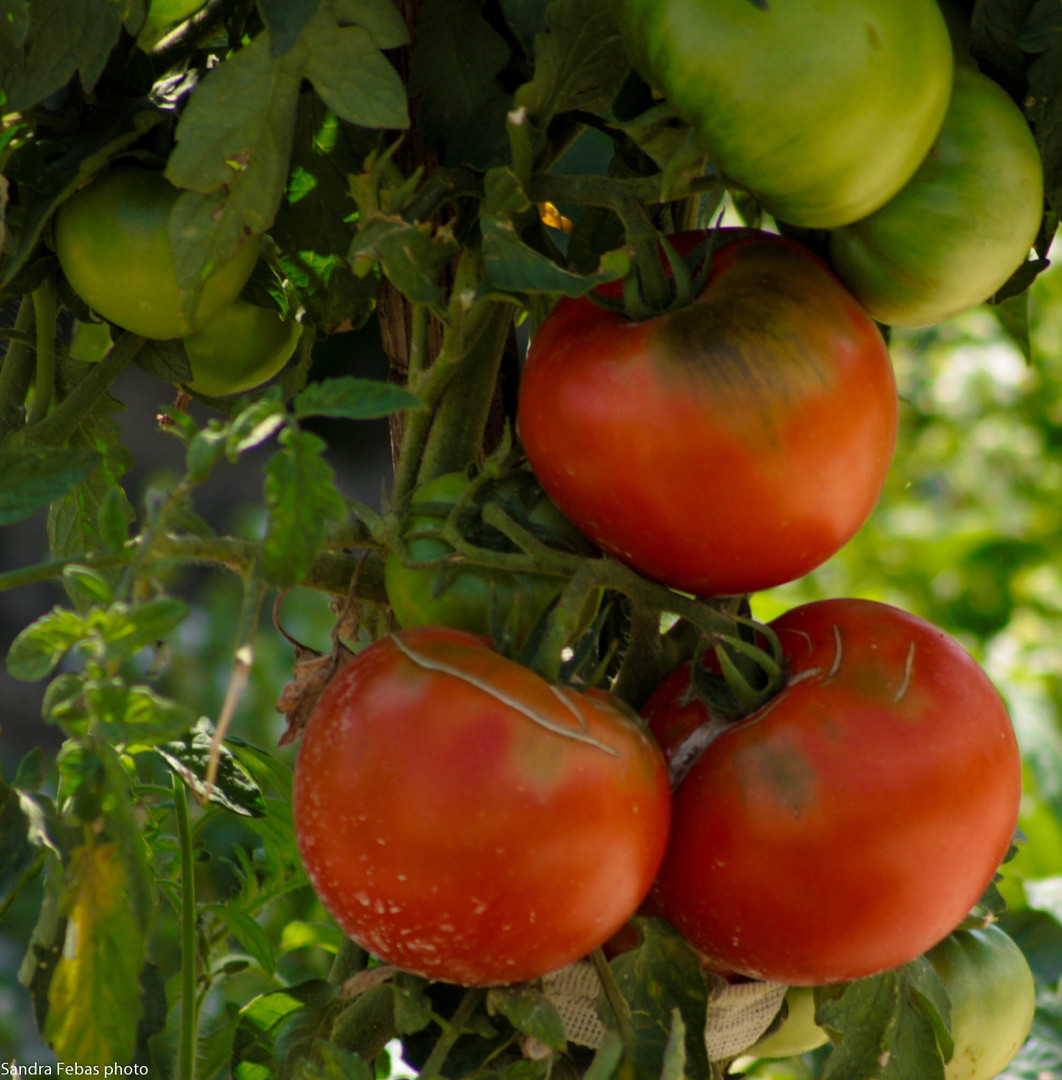 tomates