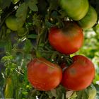 tomates