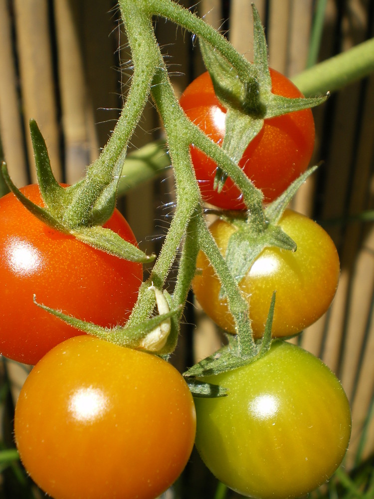tomates cerises du jardin !