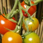 tomates cerises du jardin !