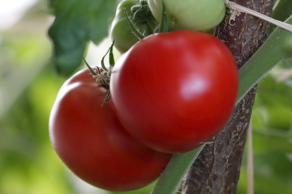 Tomates du jardin