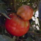 Tomates en la rama - Septiembre 2010