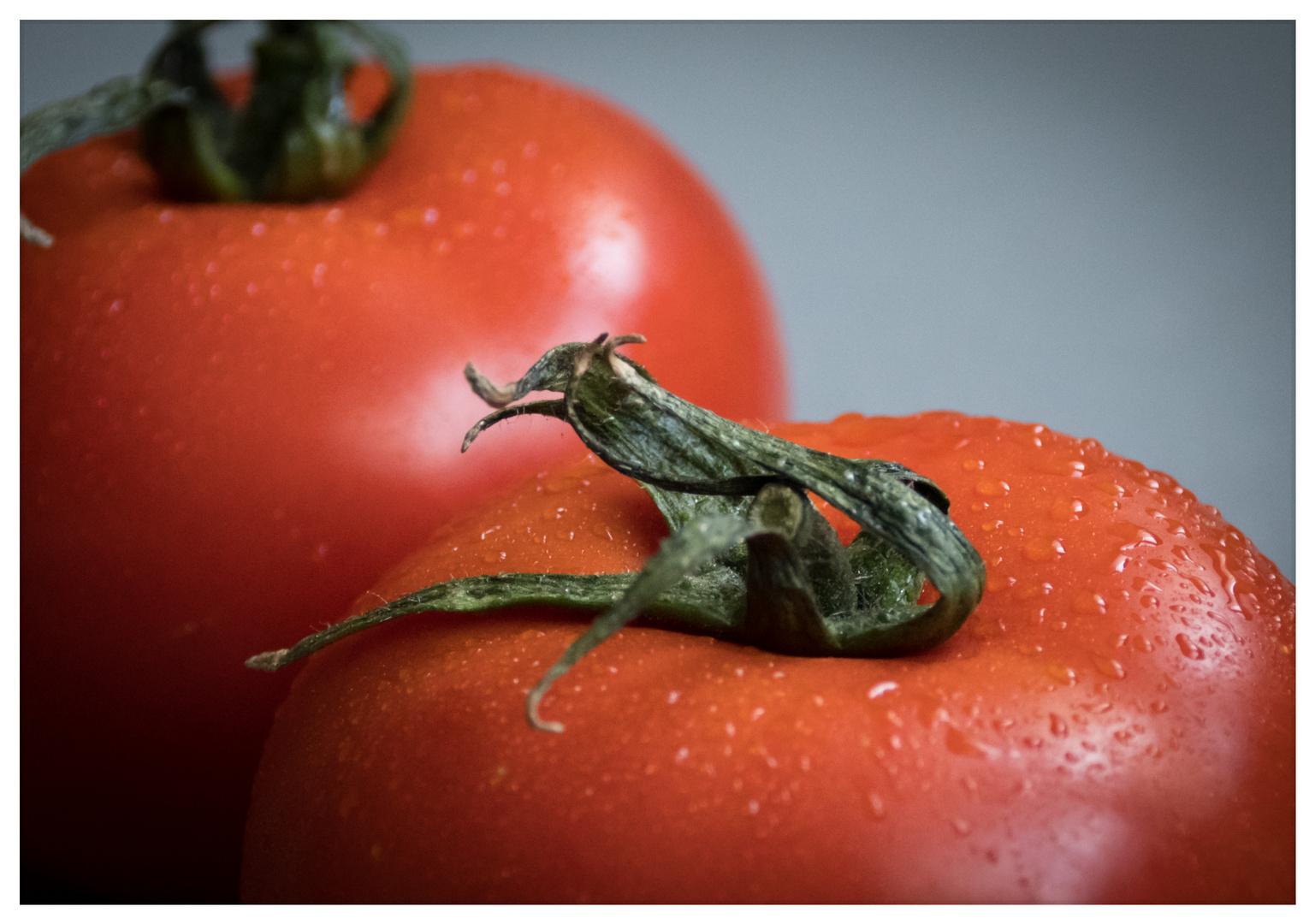 tomates2