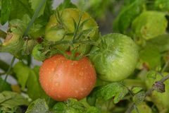 Tomatige Erinnerungen an den Herbst 2022