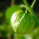 tomatillo