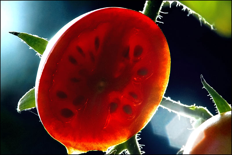 TOMATO