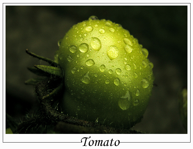 Tomato