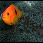 Tomato Anemone Fish