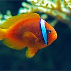 Tomato Clownfish