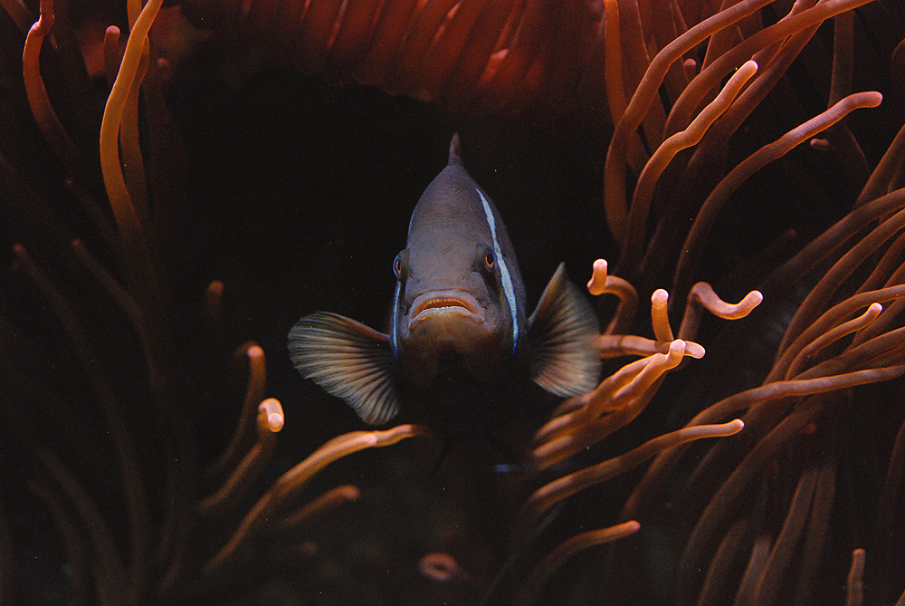 Tomato Clownfish