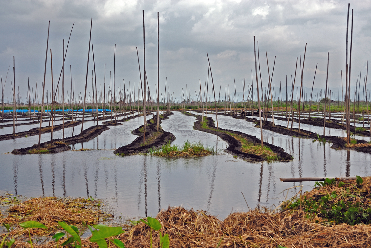 Tomato fields on the Inle Lake