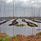 Tomato fields on the Inle Lake