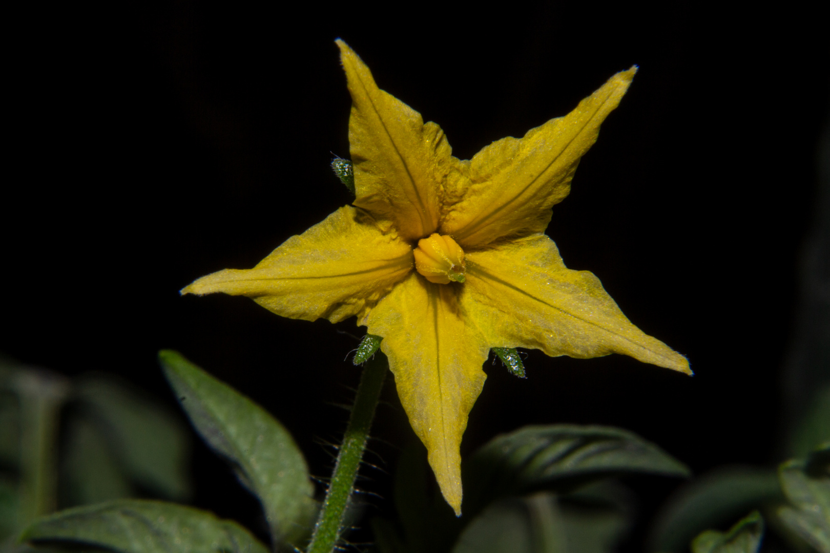 Tomato Flower