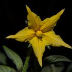 Tomato Flower