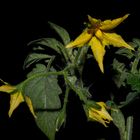 Tomato Flowers