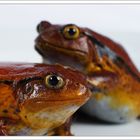 Tomato Frogs