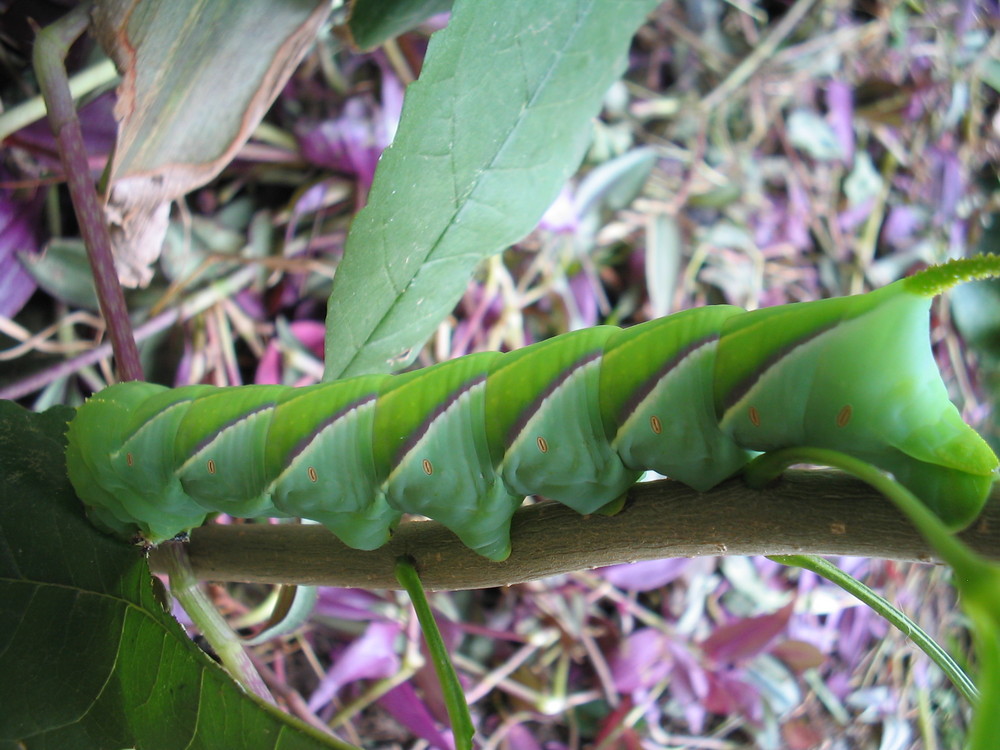  Tomato hornworms 