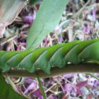  Tomato hornworms 