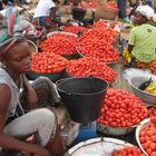 Tomato Season