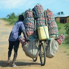 tomato transport