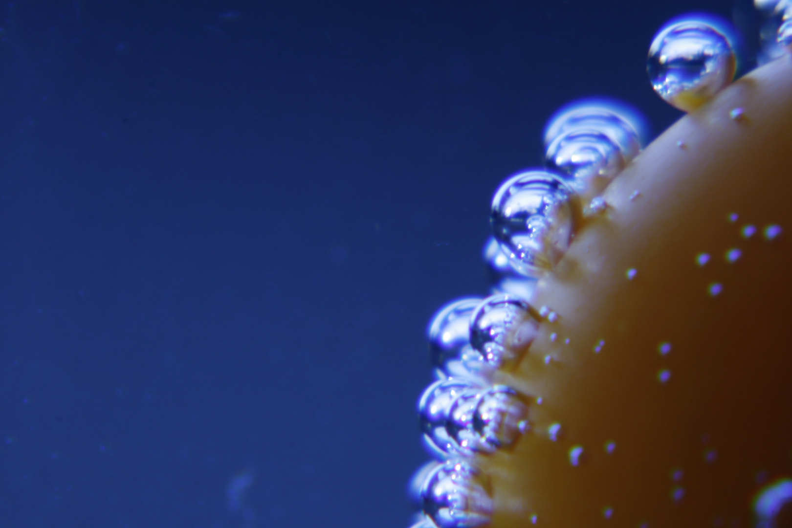 Tomato underwater