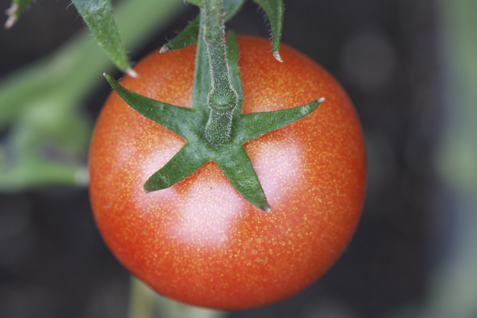 Tomato von oben