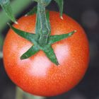 Tomato von oben