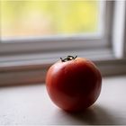 Tomato Window One 