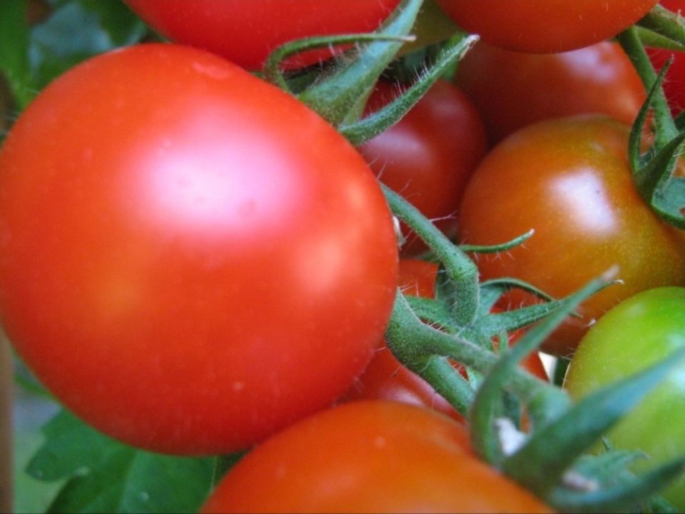 tomatoes