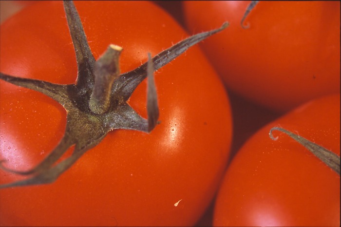 Tomatoes