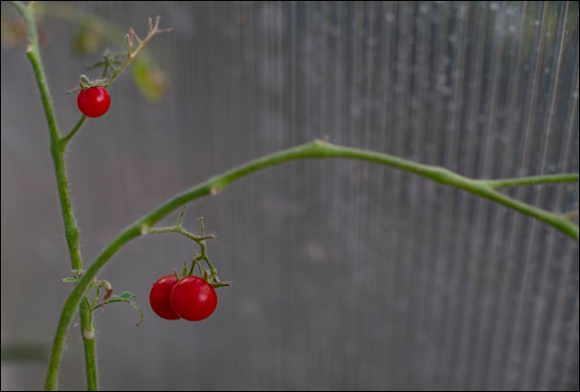 Tomatoes 