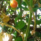 Tomatoe's in October