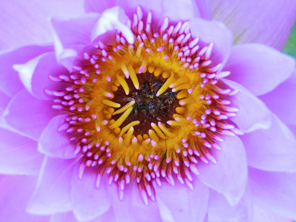 Tomb For Bees