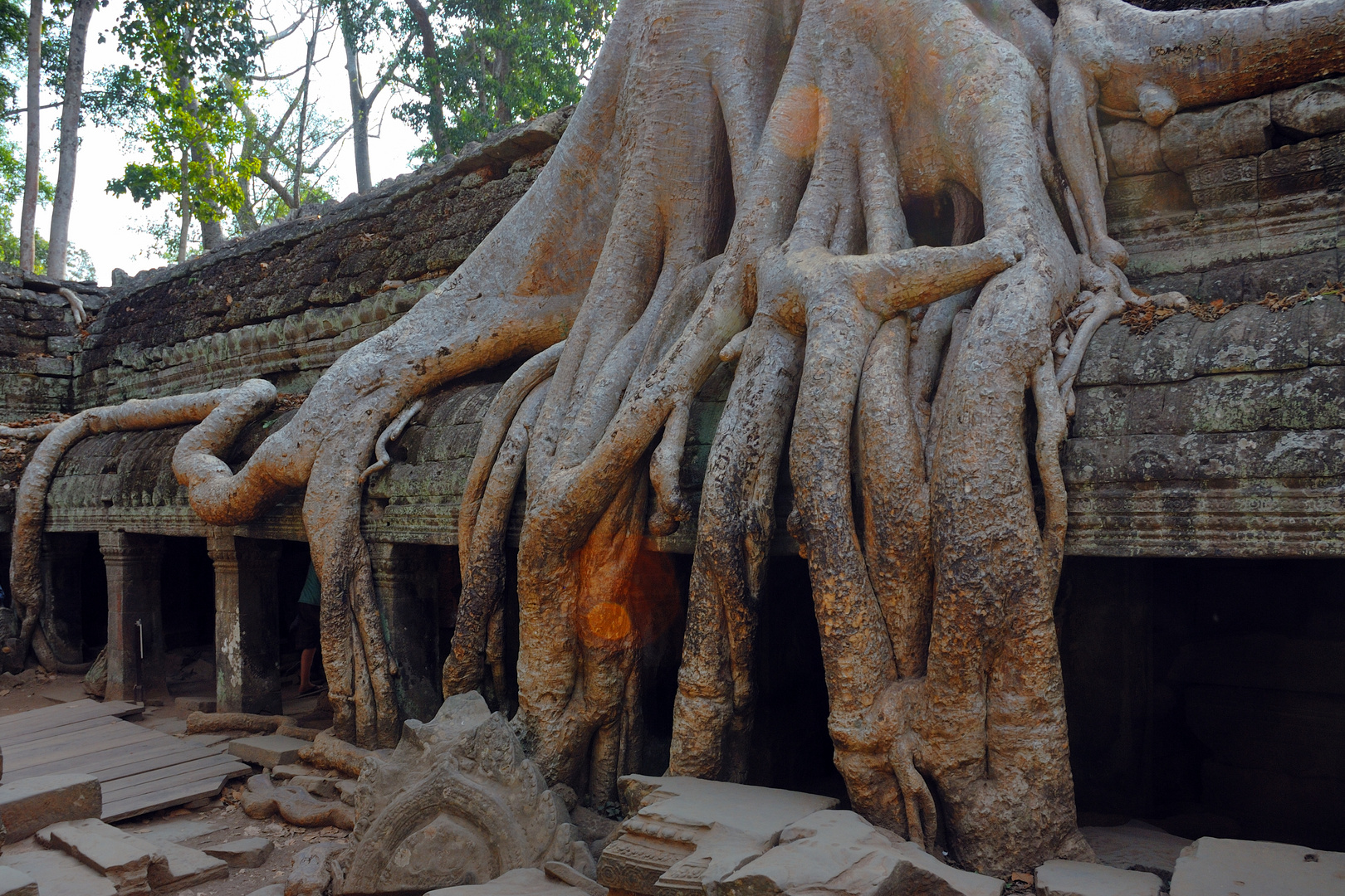 Tomb Raider tree in Ta Prohm complex