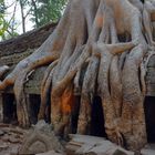 Tomb Raider tree in Ta Prohm complex