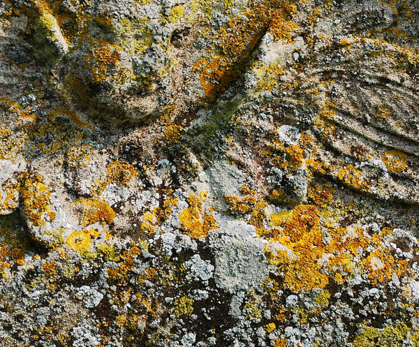 Tomb stone Lichen