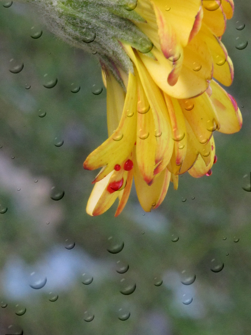 "Tombe doucement o toi,pluie de printemps!"