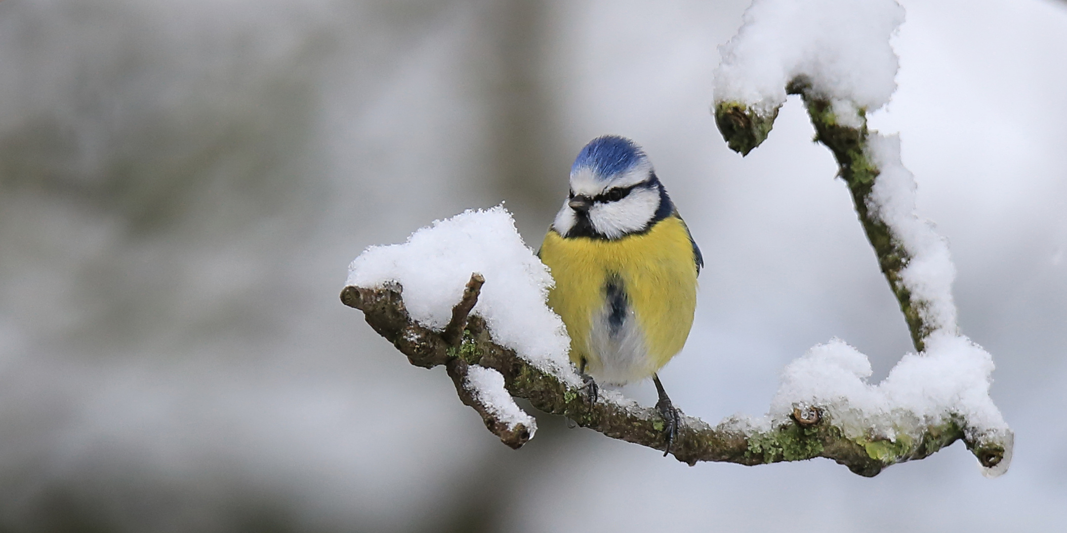 Tombe la neige....