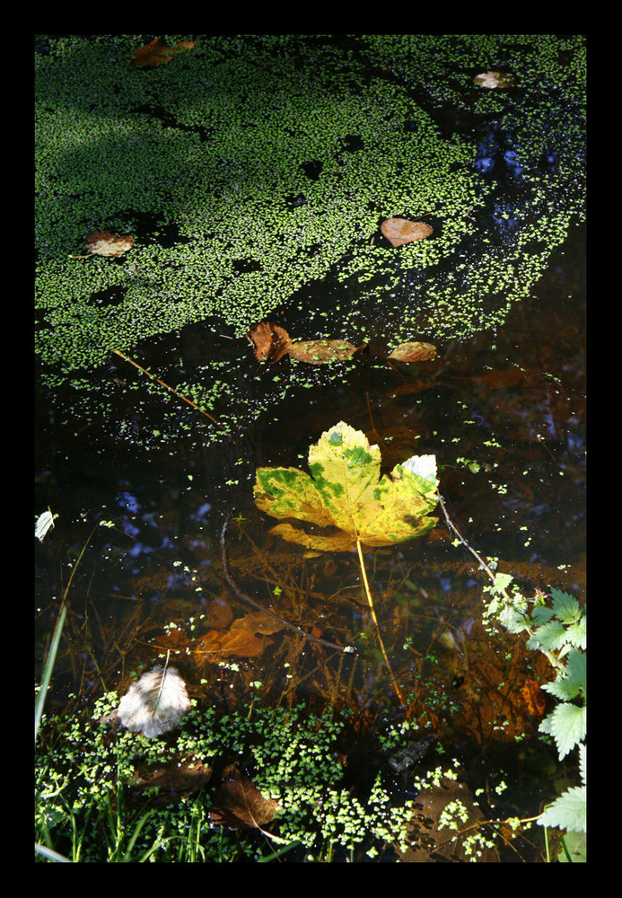 Tombée dans l'eau !