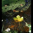 Tombée dans l'eau !