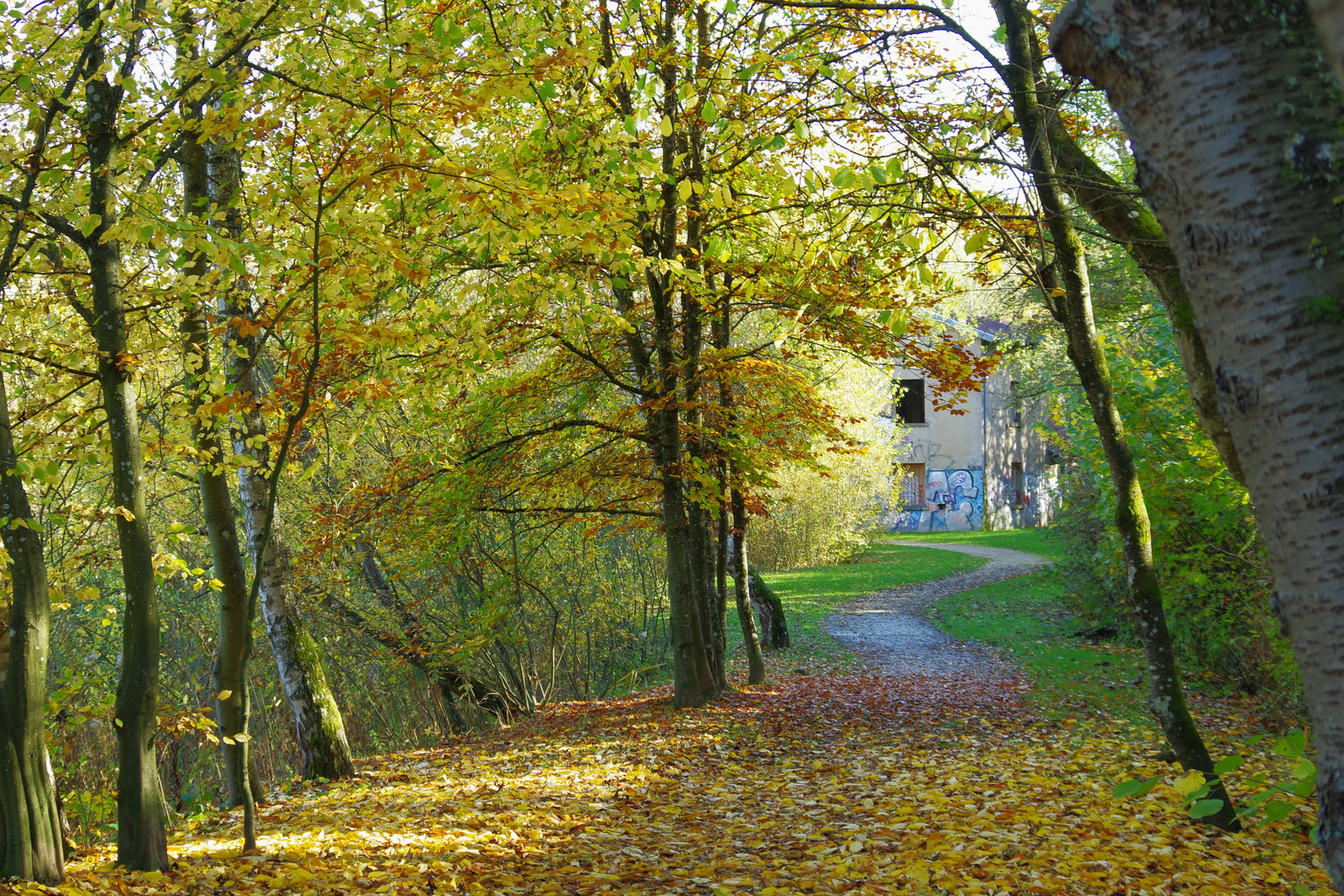 Tombent des branches dépouillées, les feuilles les plus rouillées