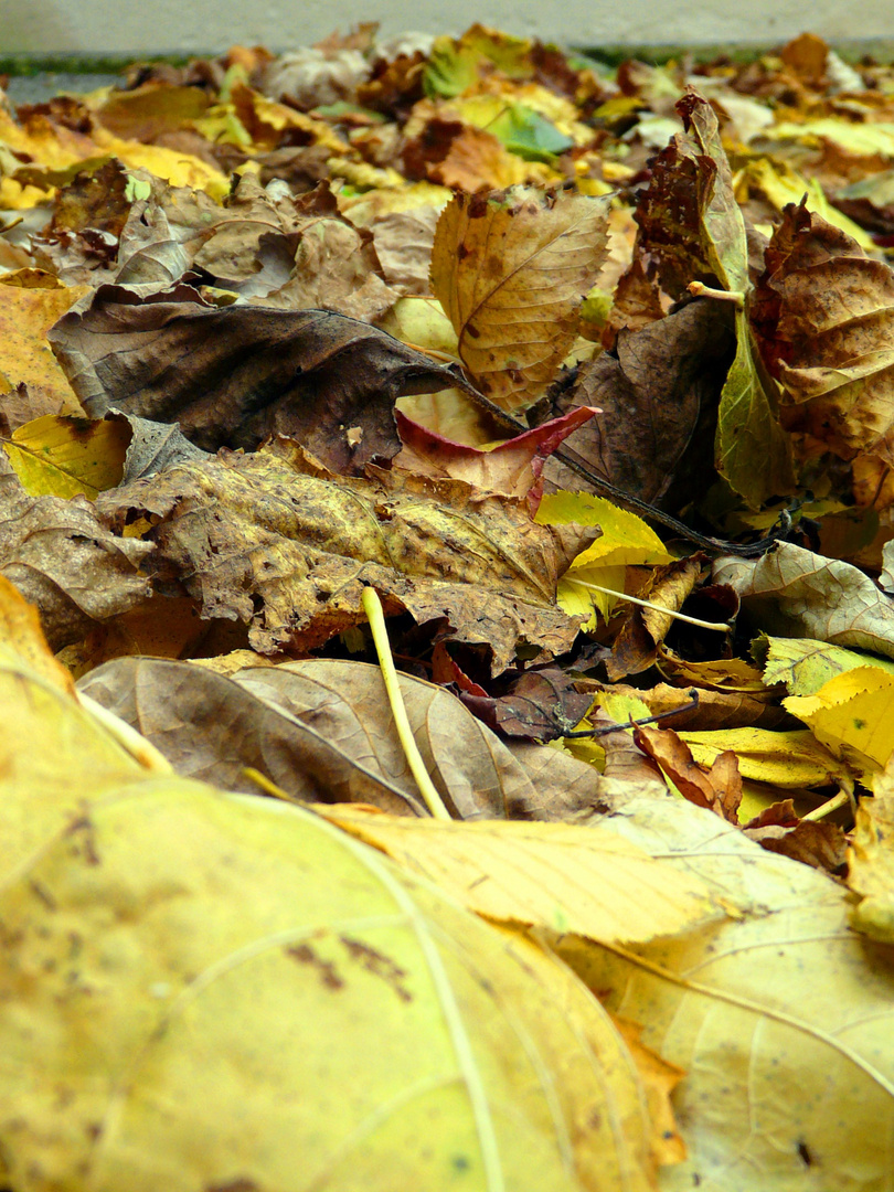 Tombent Les Feuilles