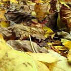 Tombent Les Feuilles