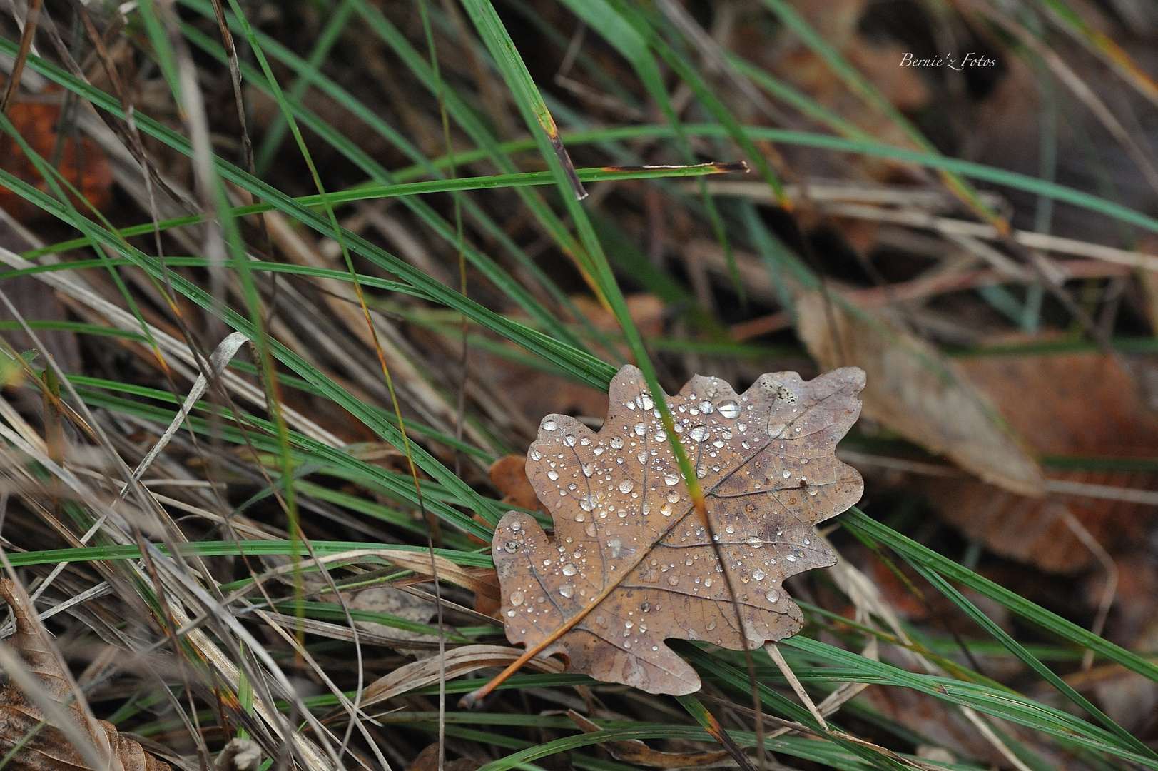 Tombent les feuilles