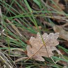 Tombent les feuilles